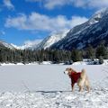 Profile picture snowk9.bsky.social