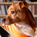 Profile picture sharkeyreal.bsky.social