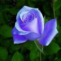 Profile picture coolafboomermom.bsky.social