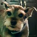 Profile picture pnutluvr.bsky.social