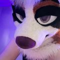 Profile picture breedercollies.bsky.social