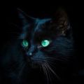Profile picture sweetfreedom.bsky.social