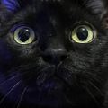 Profile picture cherrytonic.bsky.social