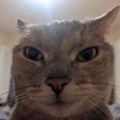 Profile picture moondesu.bsky.social