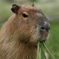 Profile picture capybaraboy.bsky.social
