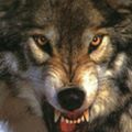 Profile picture oceanwoolf.bsky.social