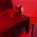 Profile picture rubykingstudios.bsky.social