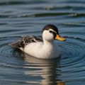 Profile picture duckyboss.bsky.social