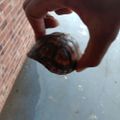 Profile picture sirjj.bsky.social