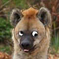Profile picture m4n3ctr1c.bsky.social