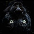 Profile picture coleizblessed.bsky.social