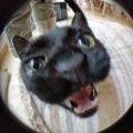 Profile picture pixiedot.bsky.social