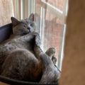 Profile picture fracasthecat.bsky.social
