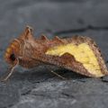 Profile picture migrantmothuk.bsky.social
