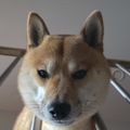 Profile picture rafal-rafal.bsky.social
