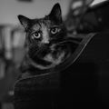 Profile picture rose-fader.bsky.social