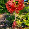 Profile picture thetropicalgrower.bsky.social