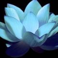 Profile picture dhammadinna.bsky.social