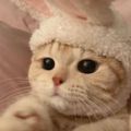 Profile picture sang77127629.bsky.social