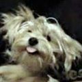 Profile picture perritaesther.bsky.social