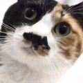 Profile picture koichitrsm.bsky.social