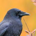 Profile picture cawcaw.bsky.social