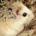 Profile picture hamsterwatch.bsky.social