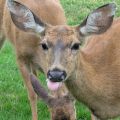 Profile picture thedeerwhisperer.bsky.social