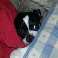 Profile picture apeman33.bsky.social