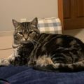 Profile picture cattasticd.bsky.social