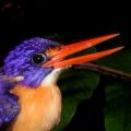 Profile picture kingfisher410.bsky.social