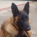 Profile picture 1malinoisdog.bsky.social