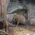 Profile picture capibarasaan.bsky.social