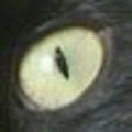 Profile picture loonmagic02.bsky.social
