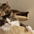 Profile picture lenkalost.bsky.social