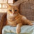 Profile picture biskittyboy.bsky.social