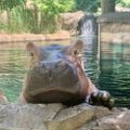 Profile picture cincinnatizoo.bsky.social