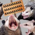 Profile picture manicopossum.bsky.social