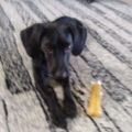 Profile picture peetiewheatstraw.bsky.social