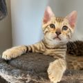 Profile picture felixthebengalcat.bsky.social
