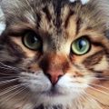Profile picture sandiecat.bsky.social