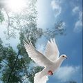 Profile picture peacedove.bsky.social
