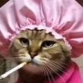 Profile picture bombaycrone.bsky.social