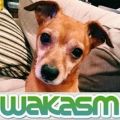 Profile picture wakasm.bsky.social