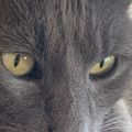 Profile picture muddycat.bsky.social