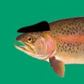 Profile picture trout-post.com