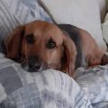 Profile picture longdogsrule.bsky.social