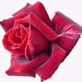 Profile picture thornokami.bsky.social