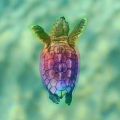 Profile picture rainbow-turtle1.bsky.social