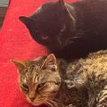 Profile picture catlady49ers.bsky.social